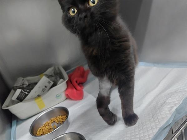 右前肢肘関節脱臼1