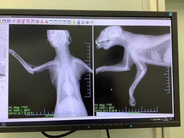 右前肢肘関節脱臼4